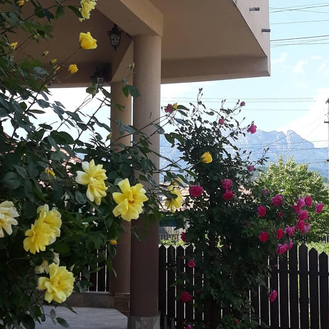 Călimăneşti Casa Delia酒店 外观 照片